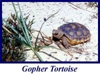 Gopher Tortoise in sandy area